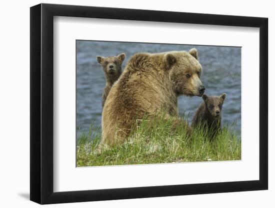 Brown bear sow and cubs, Katmai National Park, Alaska, USA-Art Wolfe-Framed Photographic Print