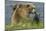 Brown bear sow and cubs, Katmai National Park, Alaska, USA-Art Wolfe-Mounted Photographic Print