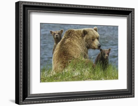 Brown bear sow and cubs, Katmai National Park, Alaska, USA-Art Wolfe-Framed Photographic Print