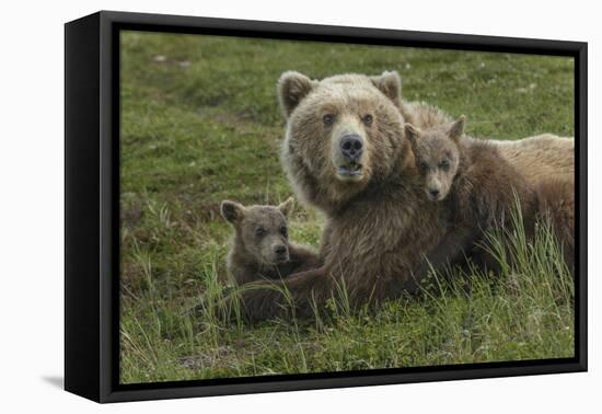 Brown bear sow and cubs, Katmai National Park, Alaska, USA-Art Wolfe-Framed Premier Image Canvas