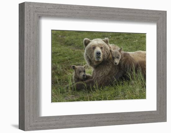 Brown bear sow and cubs, Katmai National Park, Alaska, USA-Art Wolfe-Framed Photographic Print