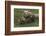 Brown bear sow and cubs, Katmai National Park, Alaska, USA-Art Wolfe-Framed Photographic Print