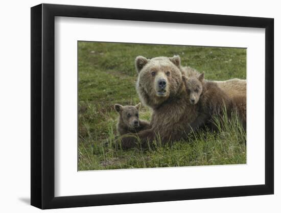 Brown bear sow and cubs, Katmai National Park, Alaska, USA-Art Wolfe-Framed Photographic Print