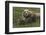 Brown bear sow and cubs, Katmai National Park, Alaska, USA-Art Wolfe-Framed Photographic Print