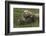 Brown bear sow and cubs, Katmai National Park, Alaska, USA-Art Wolfe-Framed Photographic Print