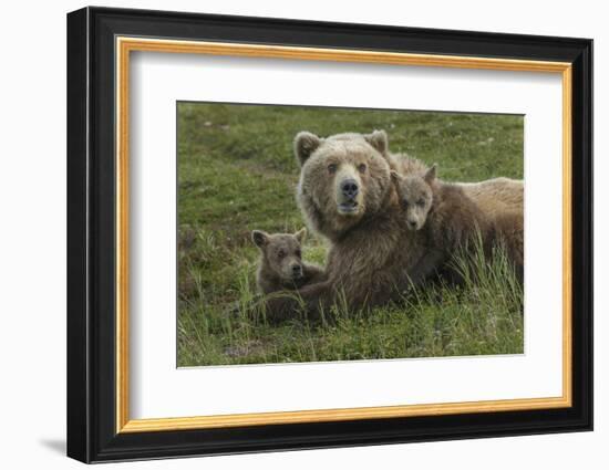 Brown bear sow and cubs, Katmai National Park, Alaska, USA-Art Wolfe-Framed Photographic Print