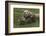 Brown bear sow and cubs, Katmai National Park, Alaska, USA-Art Wolfe-Framed Photographic Print