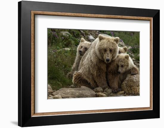 Brown bear sow and two cubs, Alaska, USA-Art Wolfe-Framed Photographic Print