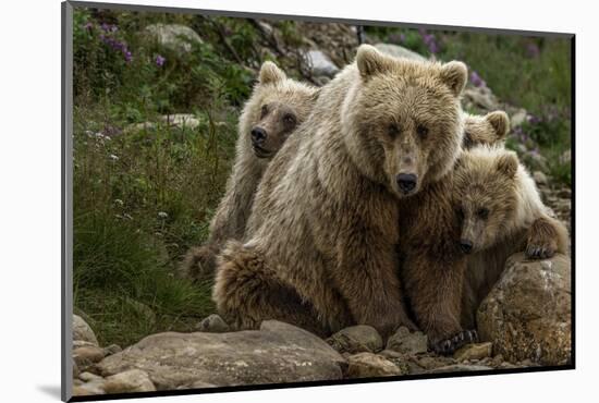 Brown bear sow and two cubs, Alaska, USA-Art Wolfe-Mounted Photographic Print