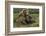 Brown bear sow and two cubs, Alaska, USA-Art Wolfe-Framed Photographic Print