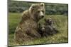 Brown bear sow and two cubs, Alaska, USA-Art Wolfe-Mounted Photographic Print