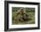 Brown bear sow and two cubs, Alaska, USA-Art Wolfe-Framed Photographic Print