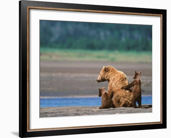 Brown Bear Sow with Cubs, Alaska Peninsula, Katmai National Park, Alaska, USA-Dee Ann Pederson-Framed Photographic Print