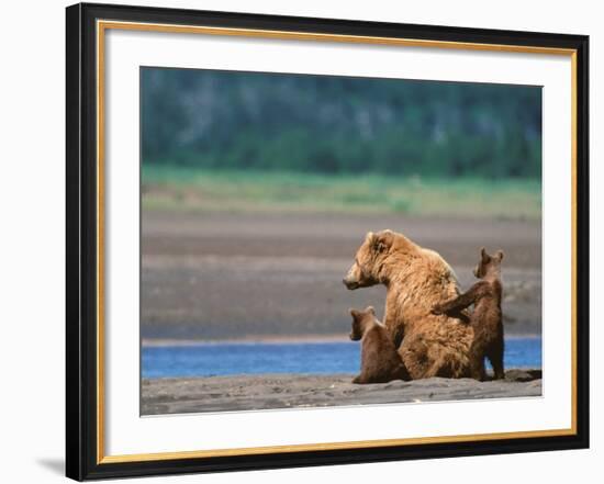 Brown Bear Sow with Cubs, Alaska Peninsula, Katmai National Park, Alaska, USA-Dee Ann Pederson-Framed Photographic Print