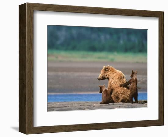 Brown Bear Sow with Cubs, Alaska Peninsula, Katmai National Park, Alaska, USA-Dee Ann Pederson-Framed Photographic Print