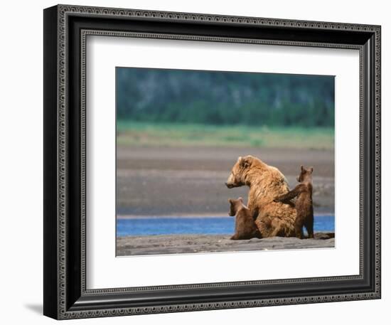 Brown Bear Sow with Cubs, Alaska Peninsula, Katmai National Park, Alaska, USA-Dee Ann Pederson-Framed Photographic Print