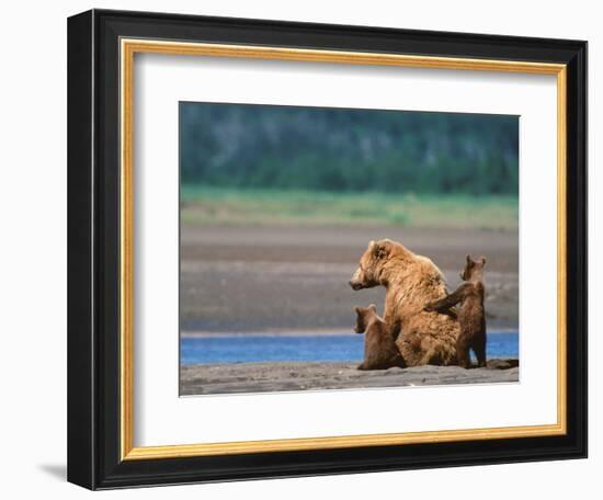 Brown Bear Sow with Cubs, Alaska Peninsula, Katmai National Park, Alaska, USA-Dee Ann Pederson-Framed Photographic Print