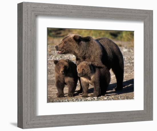 Brown Bear Sow with Cubs Looking for Fish, Katmai National Park, Alaskan Peninsula, USA-Steve Kazlowski-Framed Photographic Print