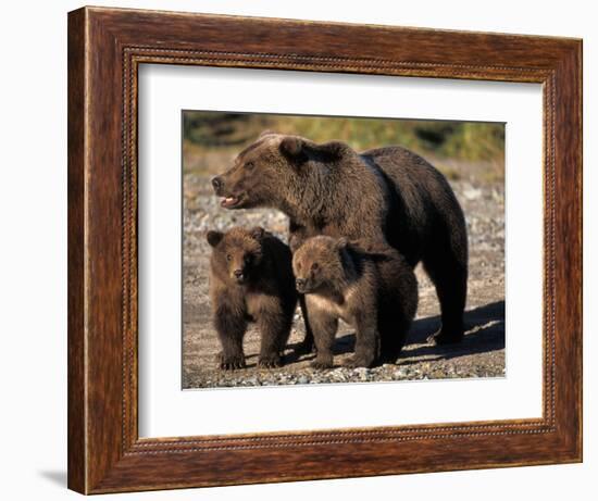 Brown Bear Sow with Cubs Looking for Fish, Katmai National Park, Alaskan Peninsula, USA-Steve Kazlowski-Framed Photographic Print