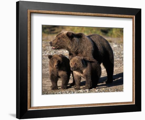 Brown Bear Sow with Cubs Looking for Fish, Katmai National Park, Alaskan Peninsula, USA-Steve Kazlowski-Framed Photographic Print