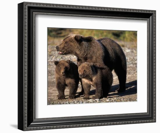 Brown Bear Sow with Cubs Looking for Fish, Katmai National Park, Alaskan Peninsula, USA-Steve Kazlowski-Framed Photographic Print
