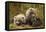 Brown Bear Spring Cubs, Katmai National Park, Alaska-Paul Souders-Framed Premier Image Canvas