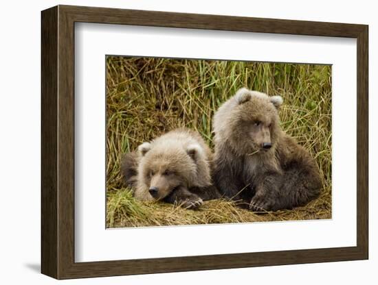 Brown Bear Spring Cubs, Katmai National Park, Alaska-Paul Souders-Framed Photographic Print