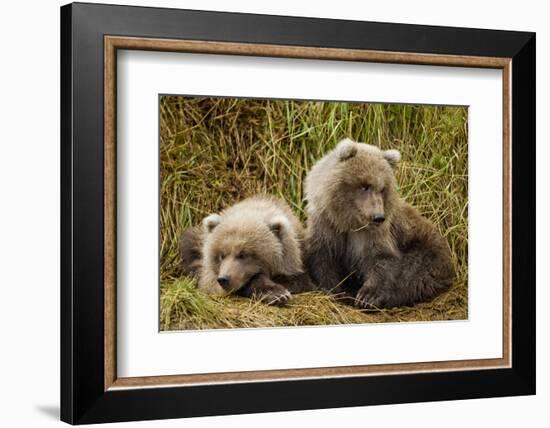 Brown Bear Spring Cubs, Katmai National Park, Alaska-Paul Souders-Framed Photographic Print