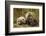 Brown Bear Spring Cubs, Katmai National Park, Alaska-Paul Souders-Framed Photographic Print