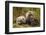 Brown Bear Spring Cubs, Katmai National Park, Alaska-Paul Souders-Framed Photographic Print