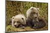 Brown Bear Spring Cubs, Katmai National Park, Alaska-Paul Souders-Mounted Photographic Print