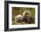 Brown Bear Spring Cubs, Katmai National Park, Alaska-Paul Souders-Framed Photographic Print