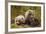 Brown Bear Spring Cubs, Katmai National Park, Alaska-Paul Souders-Framed Photographic Print