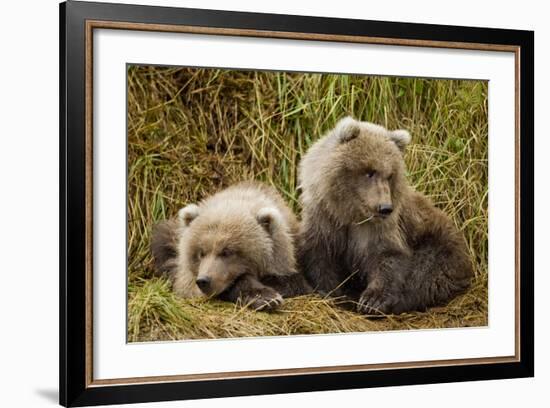 Brown Bear Spring Cubs, Katmai National Park, Alaska-Paul Souders-Framed Photographic Print