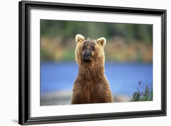 Brown Bear Standing Erect in Katmai National Park-Paul Souders-Framed Photographic Print