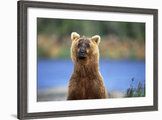 Brown Bear Standing Erect in Katmai National Park-Paul Souders-Framed Photographic Print