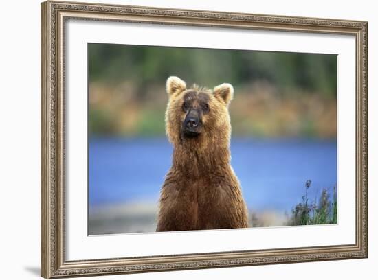 Brown Bear Standing Erect in Katmai National Park-Paul Souders-Framed Photographic Print