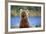 Brown Bear Standing Erect in Katmai National Park-Paul Souders-Framed Photographic Print