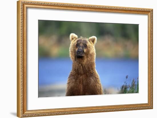 Brown Bear Standing Erect in Katmai National Park-Paul Souders-Framed Photographic Print