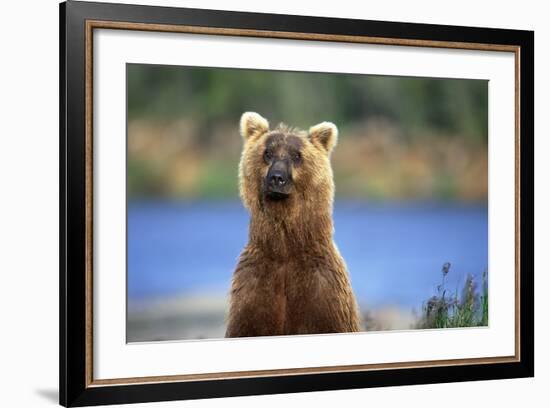 Brown Bear Standing Erect in Katmai National Park-Paul Souders-Framed Photographic Print