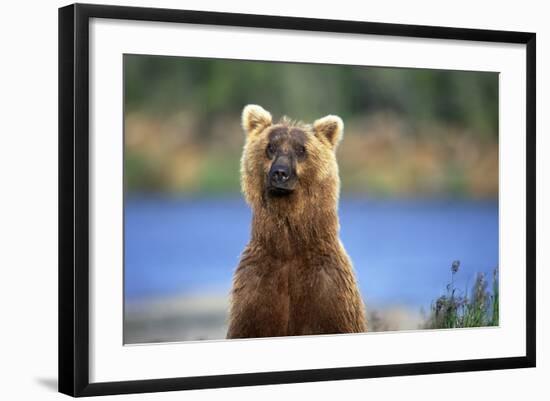 Brown Bear Standing Erect in Katmai National Park-Paul Souders-Framed Photographic Print