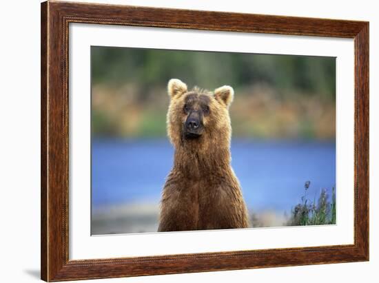 Brown Bear Standing Erect in Katmai National Park-Paul Souders-Framed Photographic Print