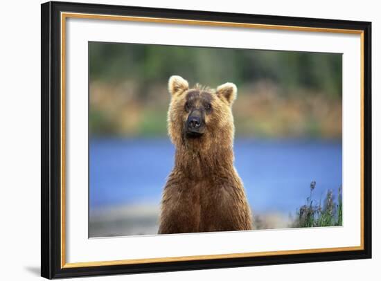 Brown Bear Standing Erect in Katmai National Park-Paul Souders-Framed Photographic Print