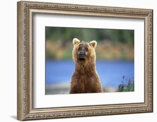 Brown Bear Standing Erect in Katmai National Park-Paul Souders-Framed Photographic Print