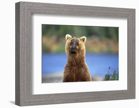 Brown Bear Standing Erect in Katmai National Park-Paul Souders-Framed Photographic Print