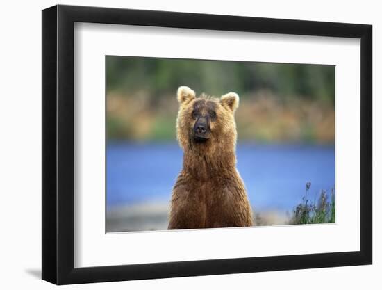 Brown Bear Standing Erect in Katmai National Park-Paul Souders-Framed Photographic Print