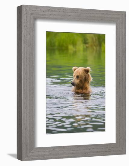 Brown Bear standing in Brooks River, Katmai National Park, Alaska, USA-Keren Su-Framed Photographic Print