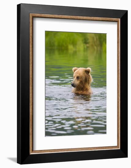 Brown Bear standing in Brooks River, Katmai National Park, Alaska, USA-Keren Su-Framed Photographic Print