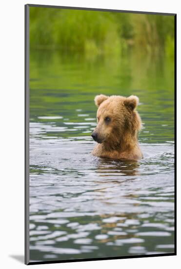 Brown Bear standing in Brooks River, Katmai National Park, Alaska, USA-Keren Su-Mounted Photographic Print