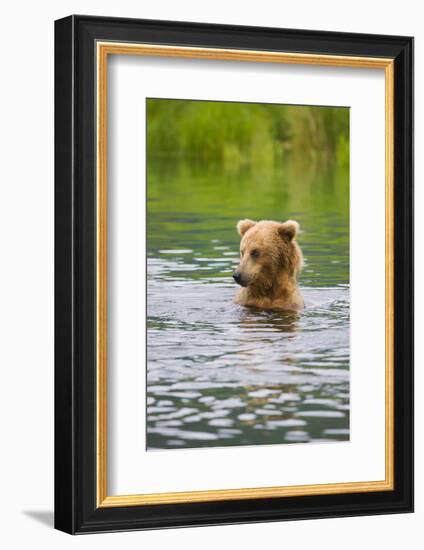 Brown Bear standing in Brooks River, Katmai National Park, Alaska, USA-Keren Su-Framed Photographic Print